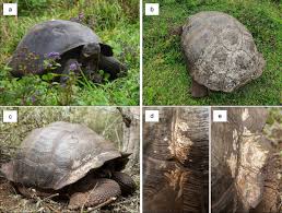 Image result for Chelonoidis microphyes