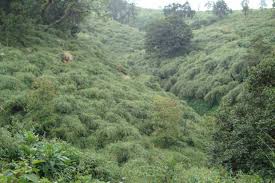 Image result for Oliverella hildebrandtii