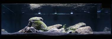 Image Result For Cichlid Tank Black Sand Shrimp Tank Tank Black Sand