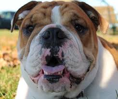 He or she might need an antibiotic. Caring For Your Female Bulldog When She Is In Heat Bulldogguide Com
