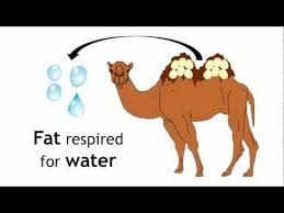 It depends, giraffes do have skin up to 7 inches thick but only in a few spots to protect them from acacia thorns while feeding on the leaves. Adaptations Of Camels Ecology And Environment The Virtual School Adaptations Plant Adaptations Herbivorous Animals