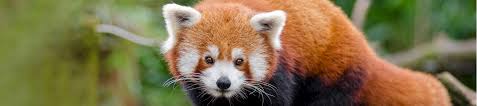 Full detail list of animals name in hindi and english. Illegal Trade Of Red Pandas In India And Across Borders Wildlife Trade Report From Traffic