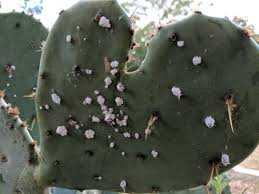 How do you get rid of scale on your houseplant? What Is That White Cottony Stuff On My Prickly Pear Cactus Phil Hardberger Park Conservancy
