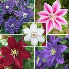 Image result for Clematis