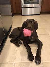 3 Month Old Gsp Puppy Gsp Puppies German Shorthaired Pointer Dog Mom