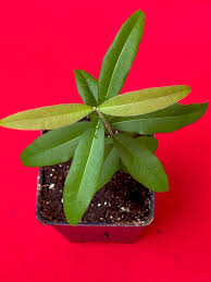 Image result for Uvaria schweinfurthii