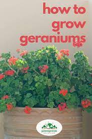 Geranium Care Tips Growing Geraniums Outdoors Or Indoors Growing Geraniums Geranium Care Geranium Plant