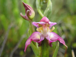 Image result for Disperis