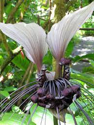It is found on the caribbean islands of cuba and hispaniola (in both haiti and the dominican republic). White Bat Flower Tacca Integrifolia In 2x2x7 Pot Kens Philodendrons