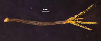 Image result for Bidens biternata