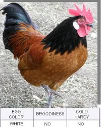 Chicken Breed Chart To Help Choose Your Chicken