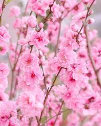 ボード「桃の花」に最高のアイデア 8 件 | 桃の花, 花, 美しい花
