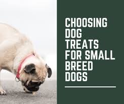 How To Choose Dog Treats For Small Breed Dogs Pethelpful