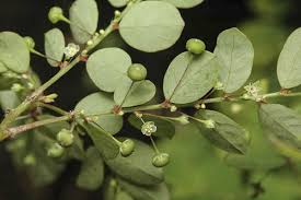 Image result for Phyllanthus tenellus