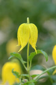 Clematis are grouped into three different categories for pruning and maintenance: Clematis Tangutica Golden Bell Clematis Golden Clematis Old Man S Beard Clematis Orange Peel Clematis Russian Virgins S Bower Tube Flowered Clematis North Carolina Extension Gardener Plant Toolbox