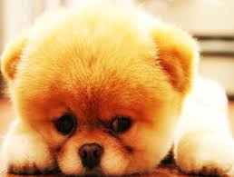 Pomeranian Boo Isimleri Pomeranian Boo Ciftligi