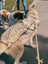 Have you ever seen a wolf in comparison to a Saint Benard ? not only would  you be amazed at the size but the wolfdog and wolves aren't as bad as  people make them out to be. Actually they are quite ...