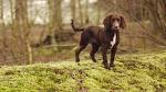 Cocker Spaniel Breeders: How To Find A Good Breeder