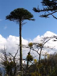 A young monkey puzzle tree in a botanical garden in british columbia; Araucaria Araucana