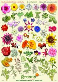 Edible Flowers Herbs Identifier Guide Poster Flower
