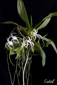 Image result for Cyrtorchis arcuata