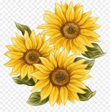 Free Png Watercolor Sunflower Png Svg Library Download Watercolor Sunflower Png Image With Transparent B Sunflower Drawing Watercolor Sunflower Sunflower Art