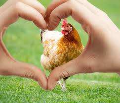 Sistemas de producción alternativos para el bienestar animal