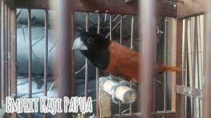 Burung Emprit Kaji Papua Yang Lagi Virall Burungemprit Empritgacor Bejo83 Youtube