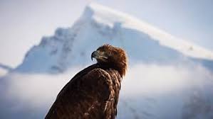 Amazon.com: Planet Earth II (4K Ultra HD) : David Attenborough: Movies & TV