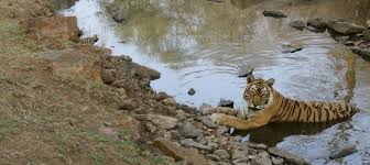 Formed in september 2015, the band consists of vocalist katy jackson, guitarists tom harrison and sean bishop. The Life And Times Of Machli Ranthambore S Most Famous Tigress