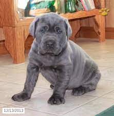 Cane Corso Italian Mastiff Puppy For Sale Mastiff Puppies For Sale Cane Corso Italian Mastiff Puppies
