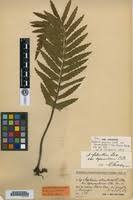 Image result for Asplenium uhligii