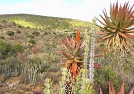 Image result for Euryops subcarnosus