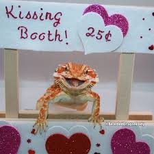 Lizards Hugging Kissing Lizard What Is Cute Pinterest Bearded Dragon Baby Bearded Dragon Bearded Dragon Cute