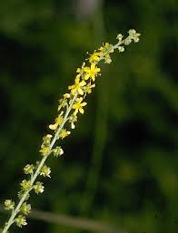 Image result for Agrimonia