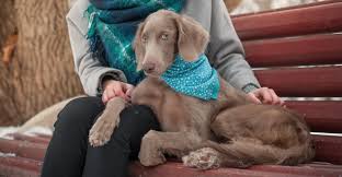 The weimaraner breed of dogs are the most loving dogs you will ever meet. Long Haired Weimaraner Your Complete Guide To This Breed