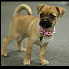 The first male a 7 lbs long hair chihuahua father ( son's dog ), and the second a 5 lbs long hair golden father ( my dog ). Chihuahua Pug Mix Puppies Pets Lovers