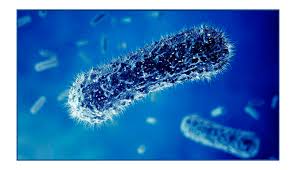 A salmonella bacterial infection causes gastrointestinal symptoms, including This Month Let S Talk About Salmonella Certest Biotec Ivd Diagnostic Products