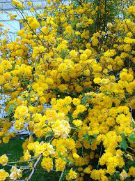 Japanese Rose Bush Summer Plants Yellow Plants Planting Flowers