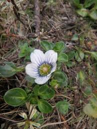 Image result for Swertia brownii