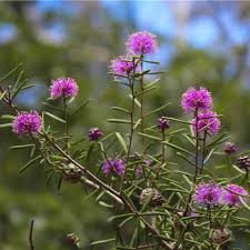 Image result for Melhania acuminata