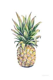 Allposters Com Pineapple Drawing Watercolor Pineapple Pineapple Art