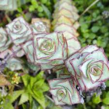Image result for Crassula alticola