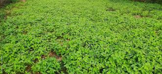 Image result for Macrotyloma uniflorum