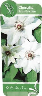 Check spelling or type a new query. Clematis Miss Bateman Rosarium Lottum