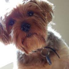 Yorkie Haircuts With Floppy Ears Newhairstylesformen2014 Com Yorkie Yorkie Haircuts Morkie