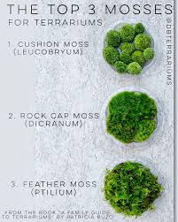 Top Terrarium Mosses Moss Plant Terrarium Plants Moss Terrarium