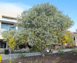 Image result for Acacia podalyriifolia