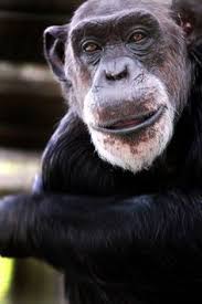 Pin By Tan Pride Safaris On Tan Pride Safaris Pinterest Baby Chimpanzee