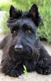 1 Year Old Notre Max Scottie Probably The Most Beautiful In The World Scottie Terrier Scottish Terrier Puppy Scottie Dog